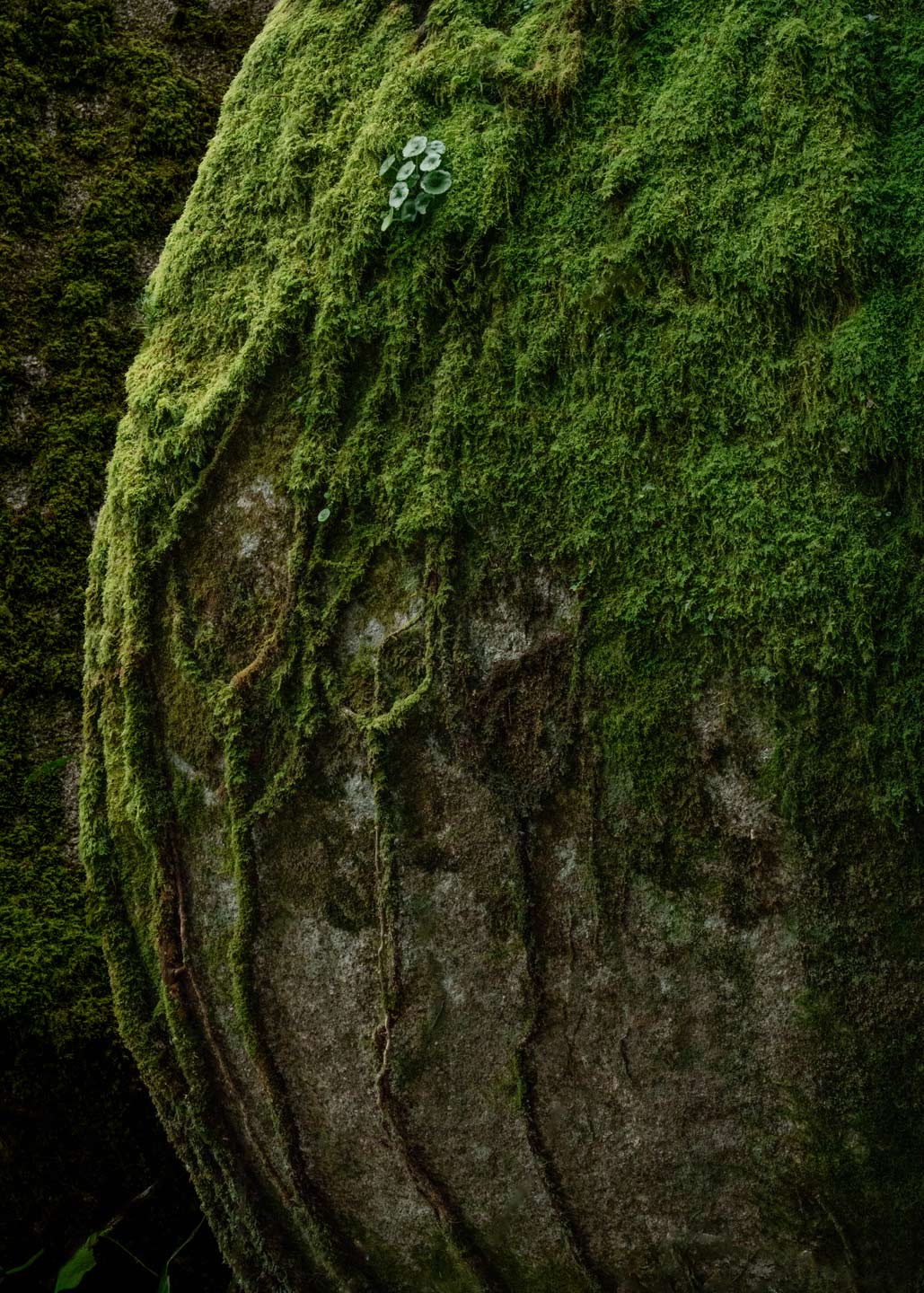 Antoine Masure photography
