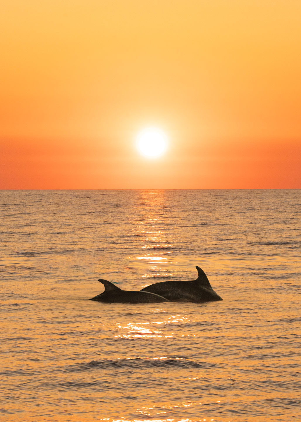 Europe Corse dauphins sunset TON09903
