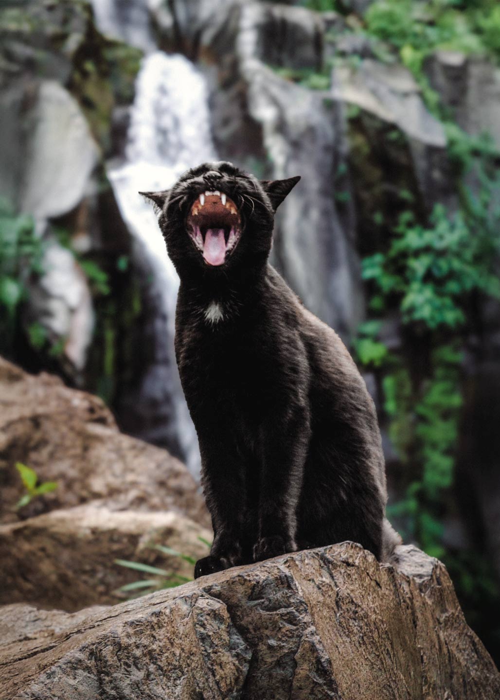 Chat qui baille La Réunion – photographie animalière