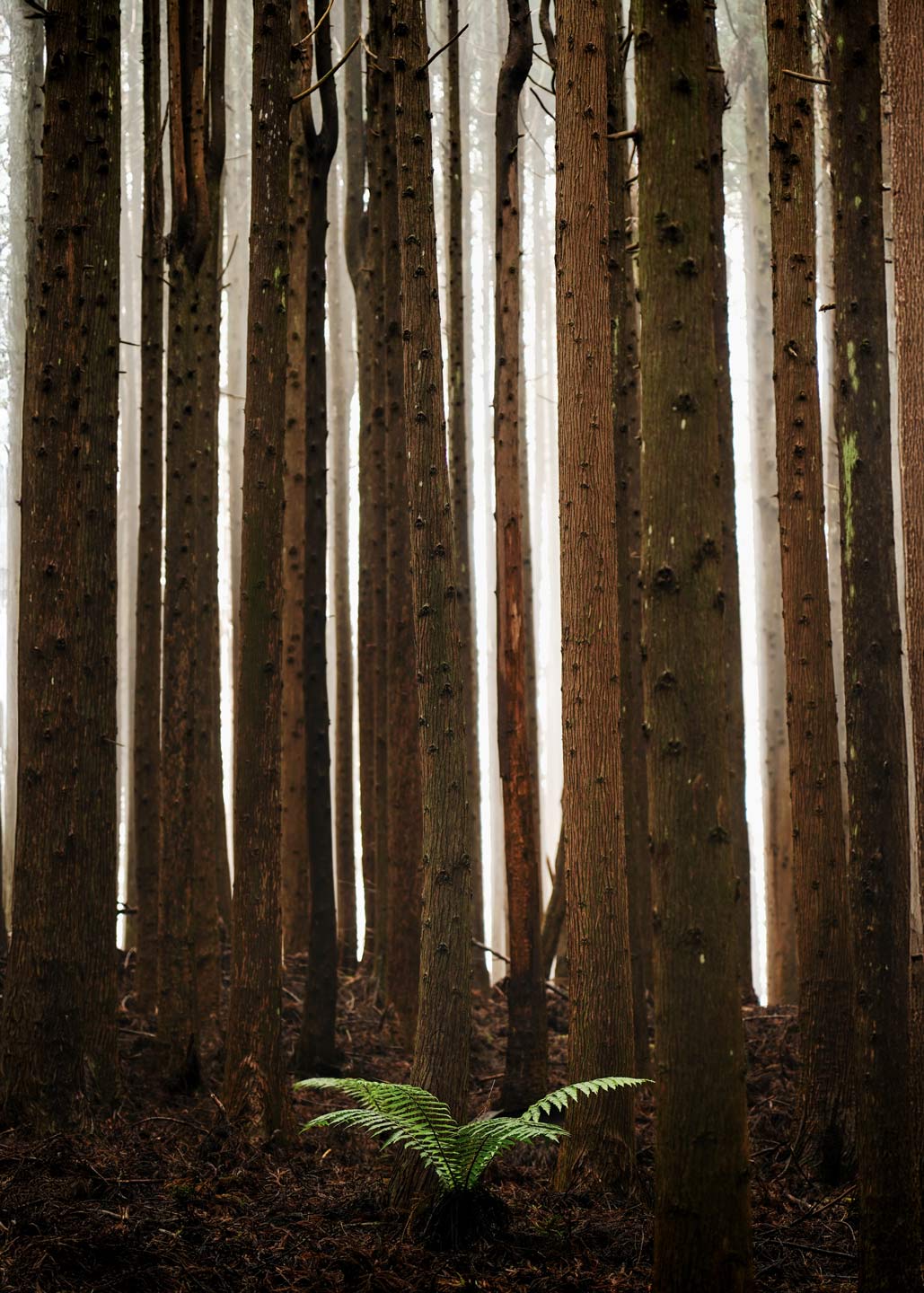 Antoine Masure photography