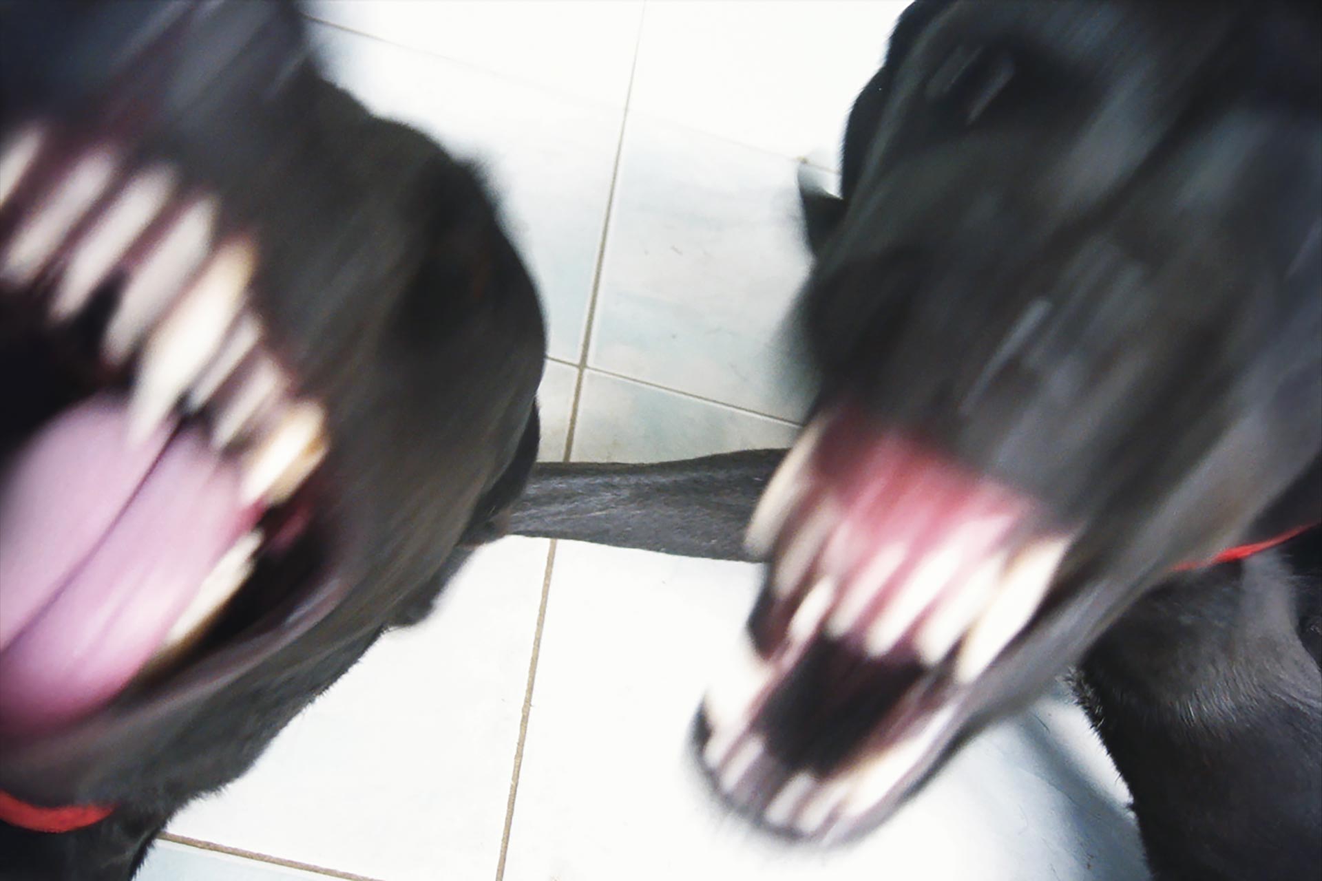 chiens méchants - photographie animalère