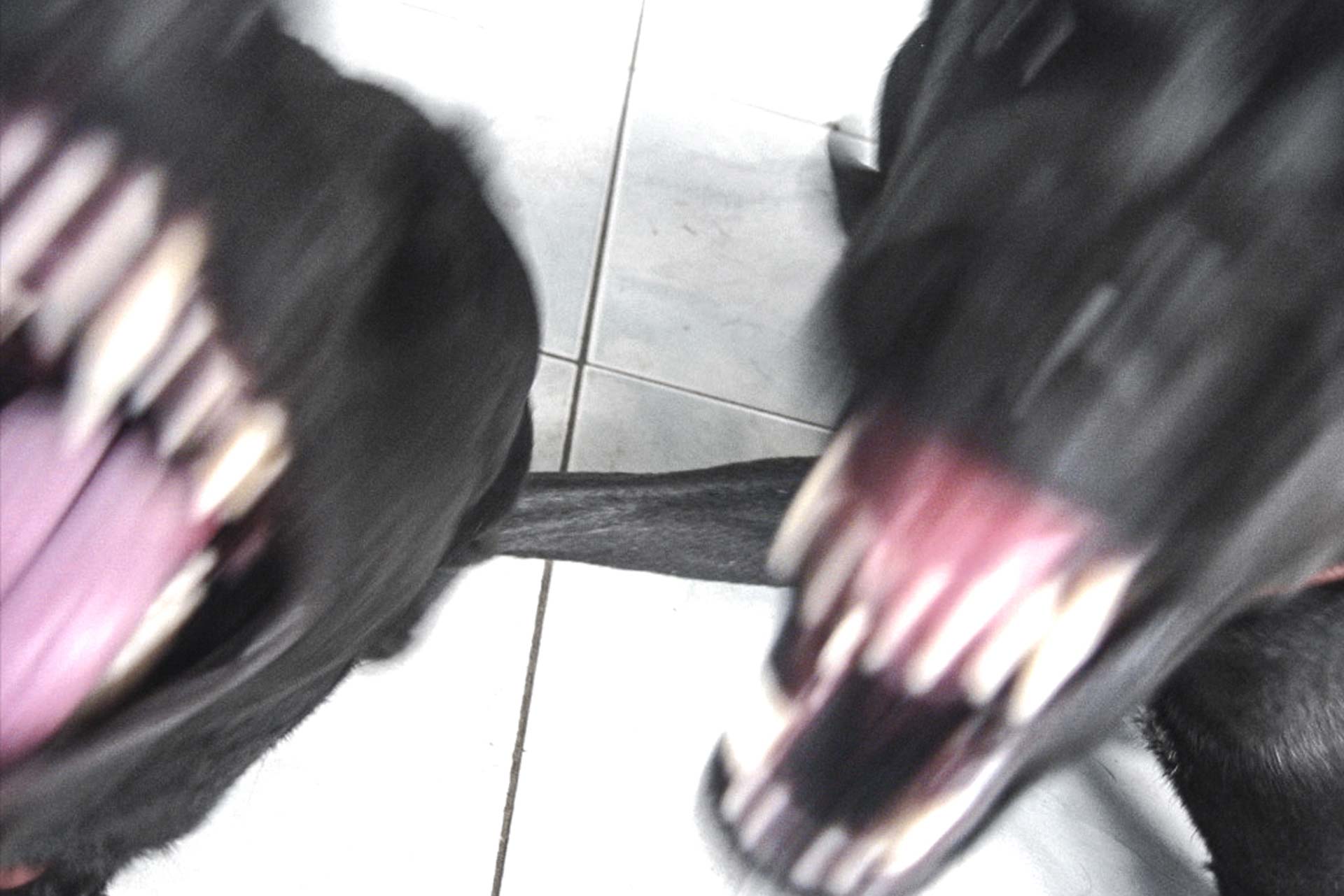 chiens méchants - photographie animalère